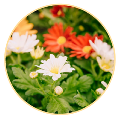 Floral